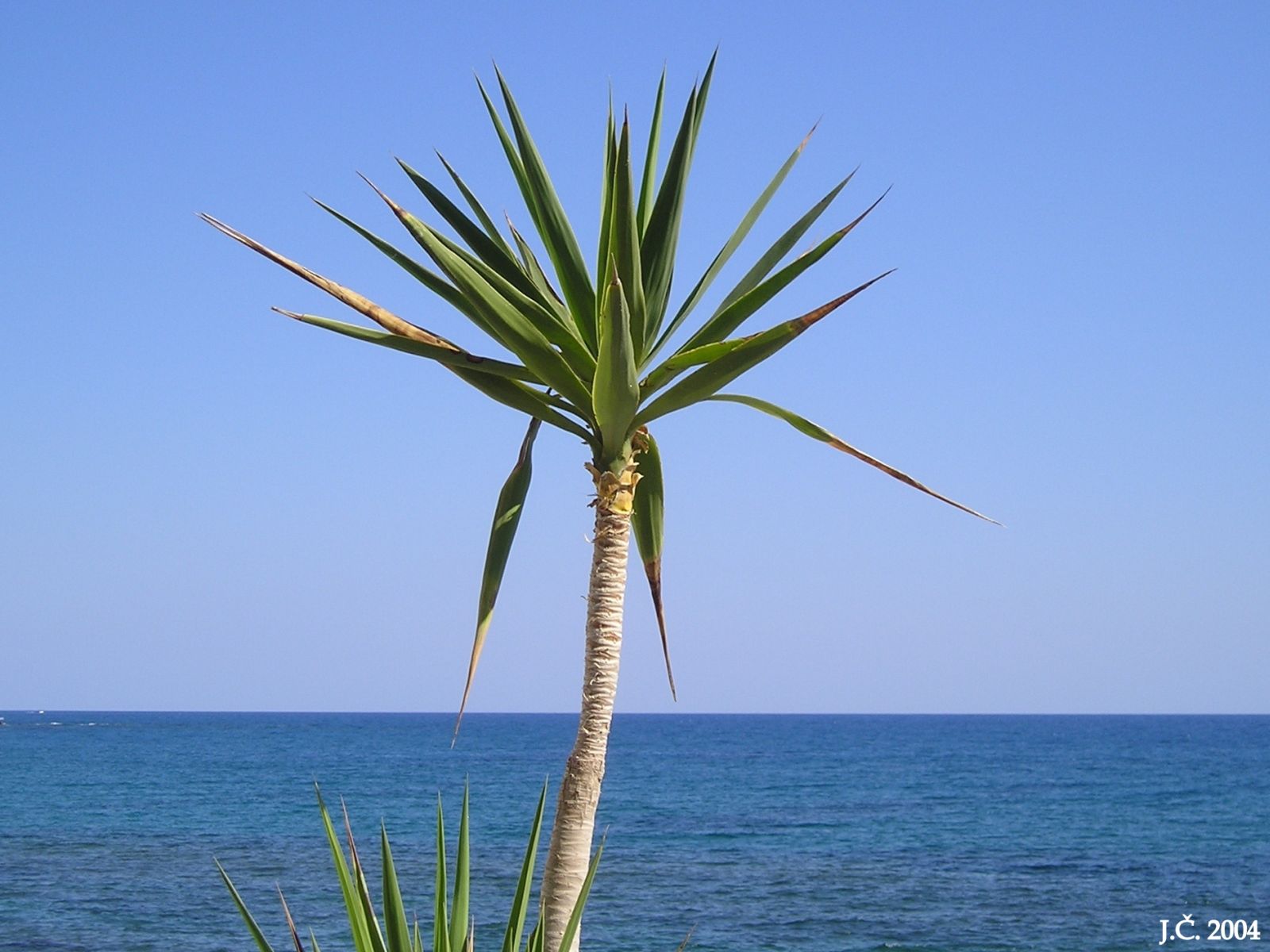 Palma a moře