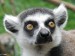 Lemur kata - detail